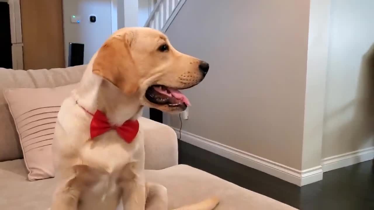 My labrador dog trying to not to laugh