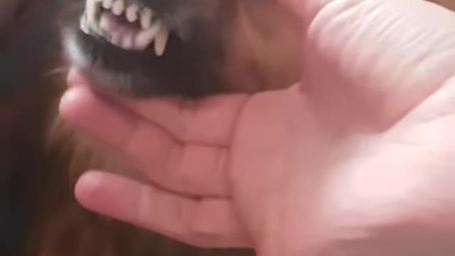 Funny dog angry.