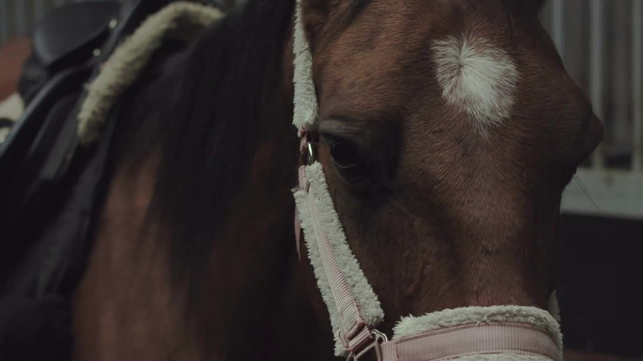 A rider woman harnesses her horse