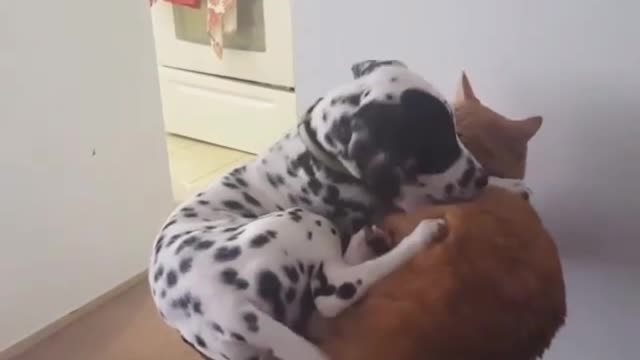 The cat is helpless, the dog insists on crowding into its territory