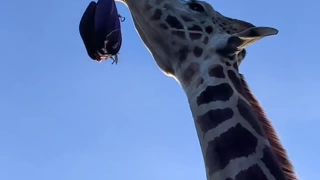 Naughty giraffe steals a woman's bag