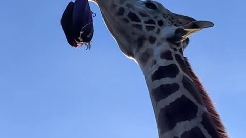 Naughty giraffe steals a woman's bag