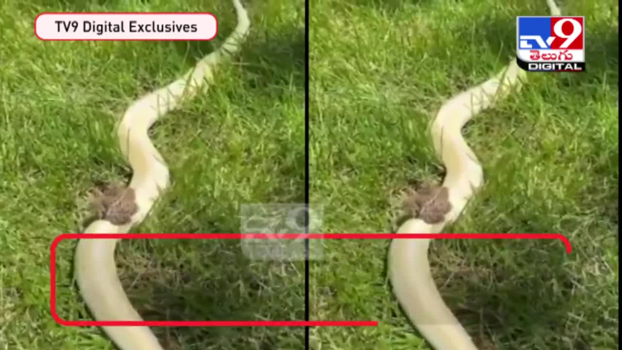 Viral video -frog riding on snake