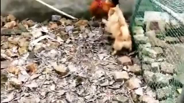 Chicken VS Dog Fight - Vídeos engraçados de lutas de cães