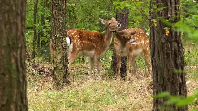 Wild Animals with Nice Music