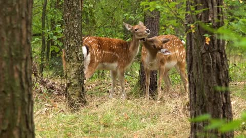 Wild Animals with Nice Music