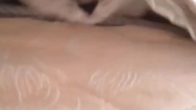 @funny cats #cats do some game and funny show with nice triks