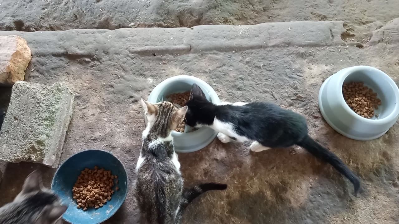 Jogaram 3 gatinhos doente aqui em casa