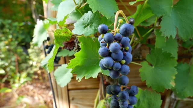 Grapes Garden