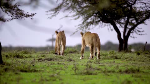 Lion the king of the jungle