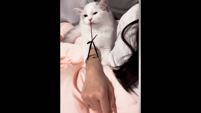 Cat funny video