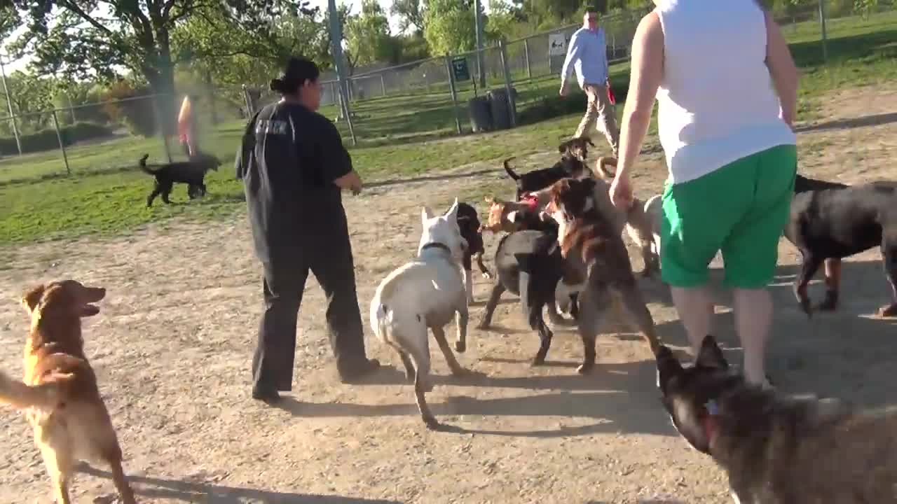 Yellow Lab Blue Healer Mix Fights Black Lab At Omaha Dog Park