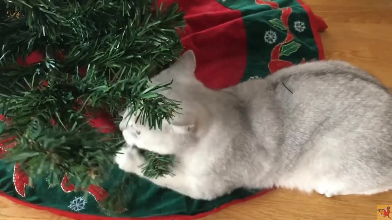 Deep look into pet's life .Cats celebrating Christms with their humans.