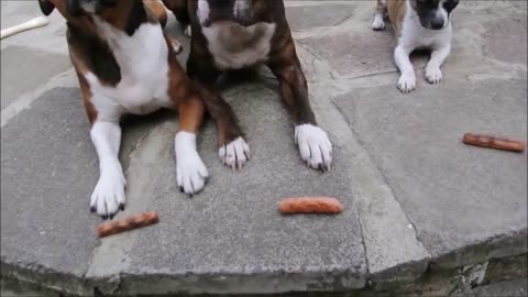 Funny dog Videos