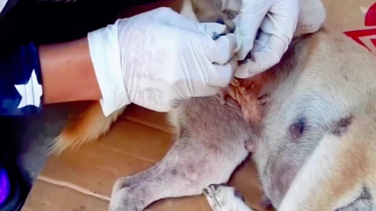 puppydog #puppy #ticks #dogtricks #fleas #animals #dogrescue #rescuedog h (9)