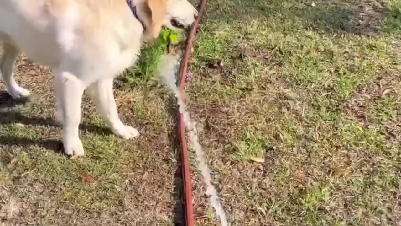 If you've ever wondered the difference between Golden retriever brain🫢 and border collie brain?!