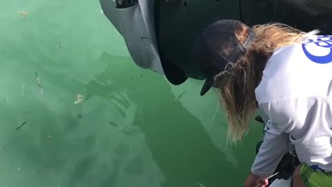 Feeding a Wild Shark