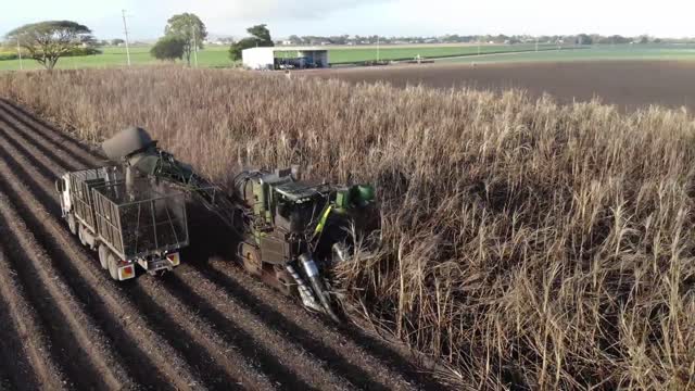 Learn SugarCane Growing and Harvest