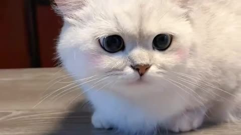 Why Japanese fluffy cats are so cute ? 😍