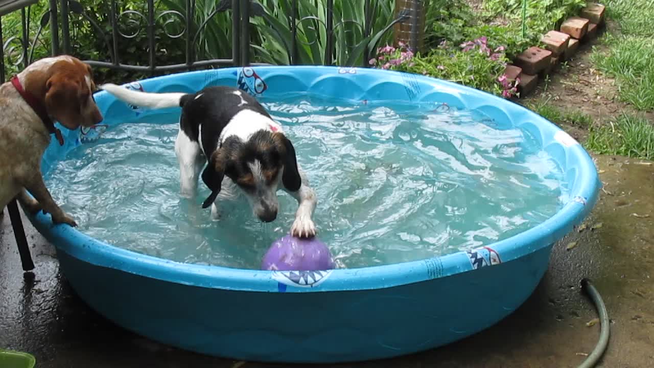 Dogs bobbing for balls!