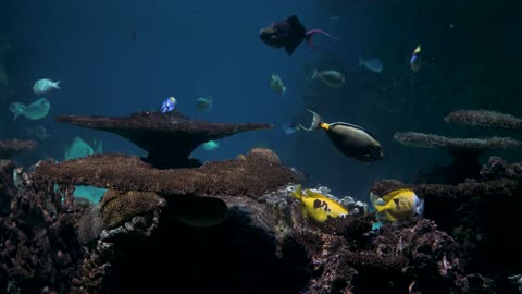 Shark in the aquarium