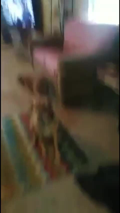 ThingsYouShouldKnow - one of the smartest dogs EVER!