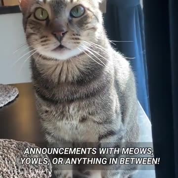 Viral and Trending Funny Video of Cat | Funny pets | Cats&kittens Compilations