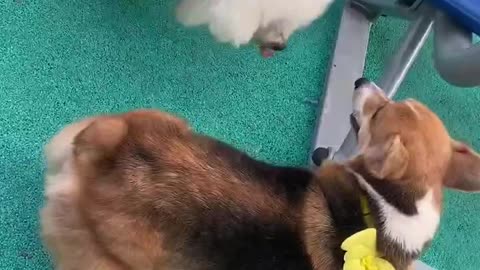 Dog chasing dog
