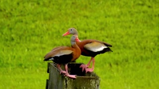 Beautiful ducks in the Bayou