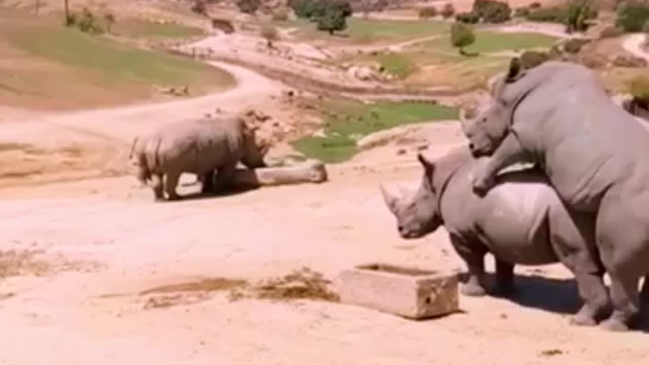Funny animal