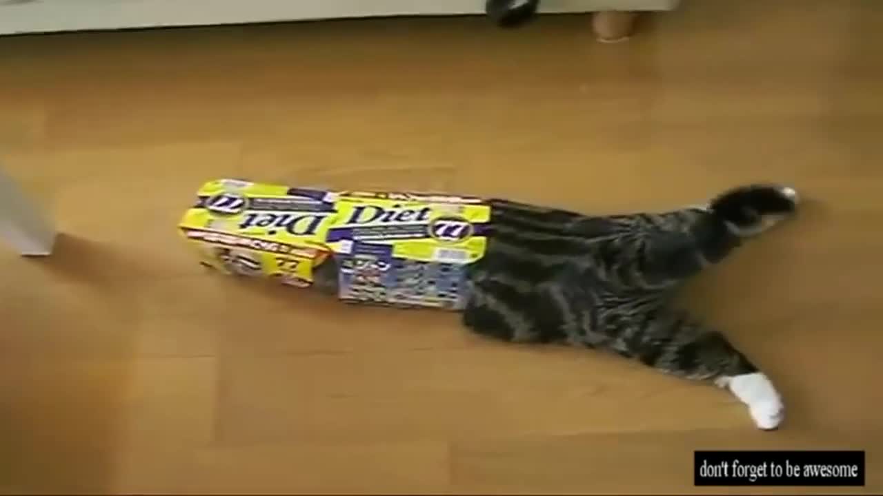 Crazy and Funny Cats - Creative Commons