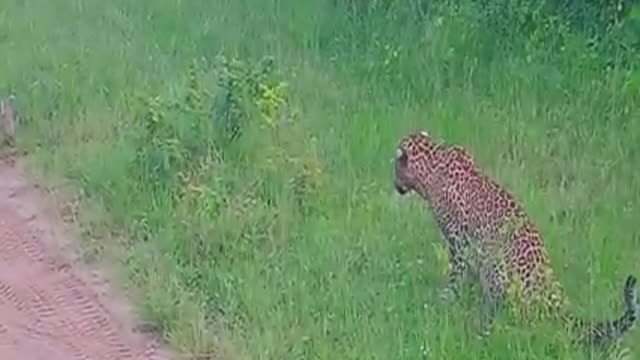 Leopard and cats attack rabbits