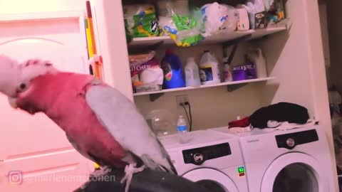 World's Best Rose Coloured Parrot Dancing To Rave Music !
