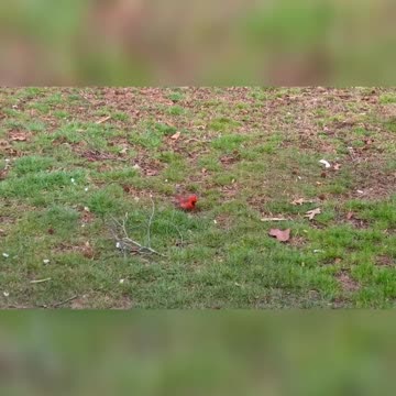 A Visit From A Little Red Bird