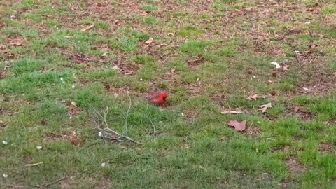 A Visit From A Little Red Bird