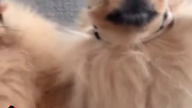 Badboys very Funny Dogs #lookout #badfluffydogs #funnyvideo #mask #dog #pet #puppy #animals