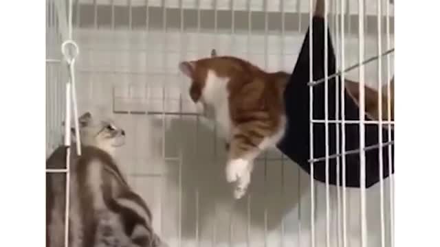 Cats Playing With Each Other Cute