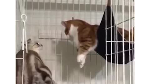 Cats Playing With Each Other Cute