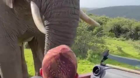 Elephant trying to say Hello to all visitors in south Africa wildlife ?