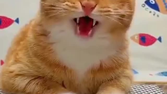 Cute Cats and Funny Animals Compilation 😹 Try Not To Laugh Challenge - Cute Cat 2021 now