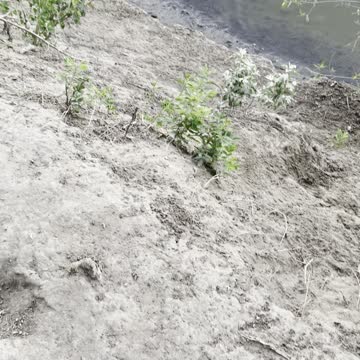 A beaver like a bear swims in river