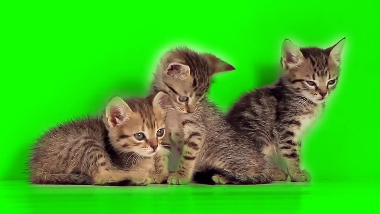 Green Screen Animals | Chroma Key