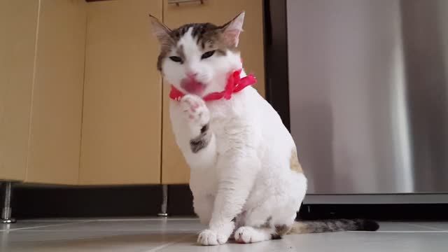 Licking Cat