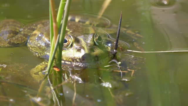 Frog - 85650