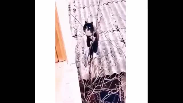 Funniest Animals - Best Of The 2021 Funny Animal Videos
