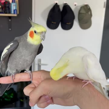Two cockatiels standing on their owner's hand and singing