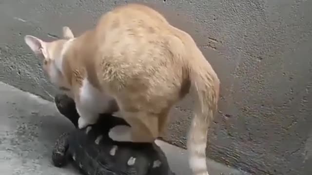 A cat plays with a turtle