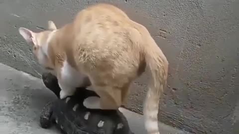 A cat plays with a turtle