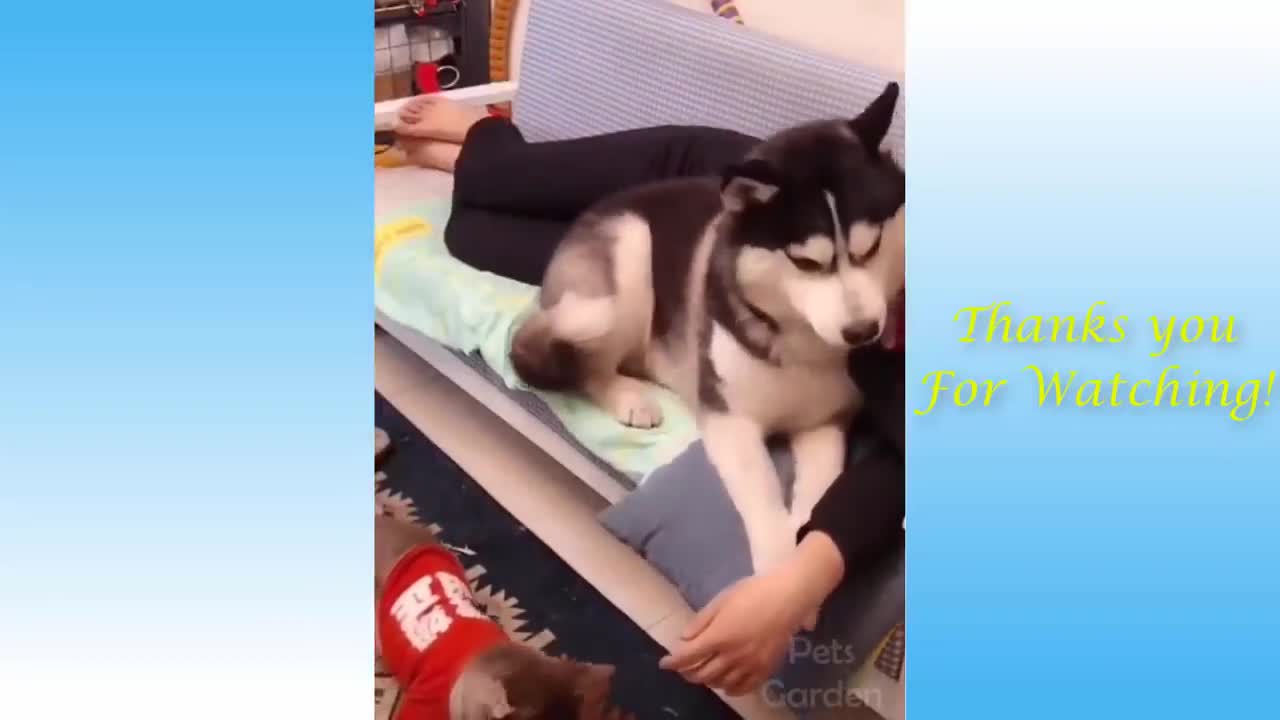 Compilação de animais fofos