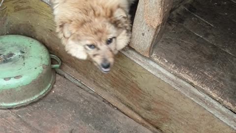 Feeding a happy puppy